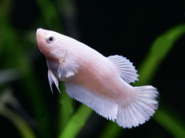 Betta splendens - Weibchen