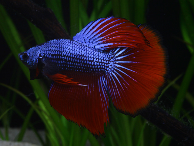 Betta splendens - Kampffische