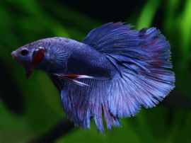 Betta splendens - Half Sun blau