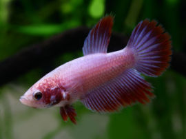 Betta splendens - Junges Männchen