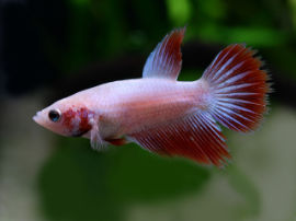 Betta splendens - Junges Männchen