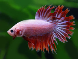 Betta splendens - Älteres Männchen