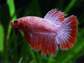 Betta splendens - Junges Männchen