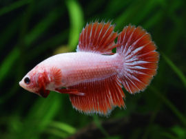 Betta splendens - Junges Männchen