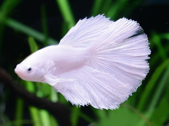 Betta splendens - Halfmoon "Opaque white"