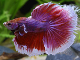 Betta splendens - Adultes Männchen