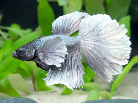 Betta splendens - Kampffisch Big Ear