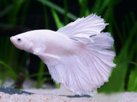 Betta splendens - Halfmoon Opaque white