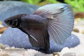 Betta splendens - Halfmoon black