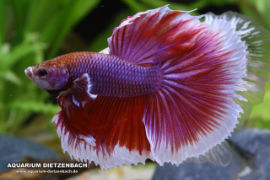 Betta splendens - Halfmoon Butterfly Lavender
