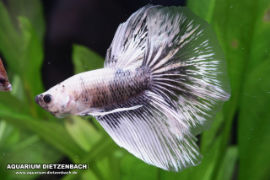 Betta splendens - Halfmoon Butterfly silver