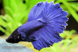 Betta splendens - Halfmoon blue