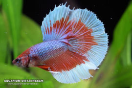 Betta splendens - Halfmoon Butterfly tricolor