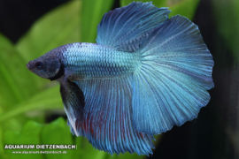 Betta splendens - Halfmoon blue