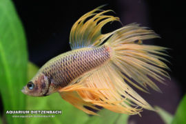 Betta splendens - Crown