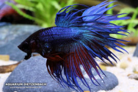 Betta splendens - Crown