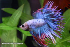 Betta splendens - Crown