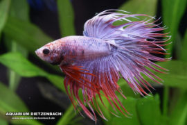 Betta splendens - Crown