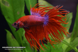 Betta splendens - Crown