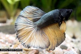 Betta splendens - Halfmoon black yellow