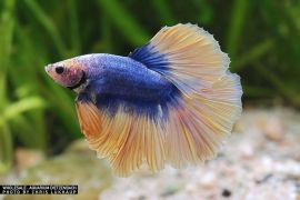 Betta splendens - Halfmoon blue yellow