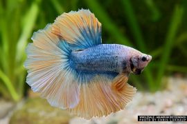 Betta splendens - Halfmoon blue yellow