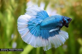 Betta splendens - Halfmoon Butterfly
