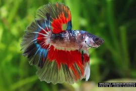 Betta splendens - Halfmoon Galaxy