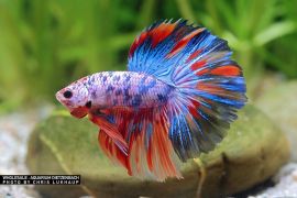 Betta splendens - Halfmoon Premium