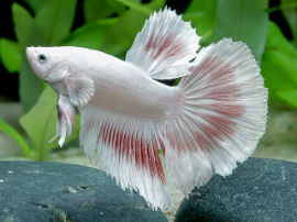 Betta splendens - Halfmoon Opaque white