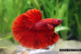 Betta splendens - Halfmoon super red