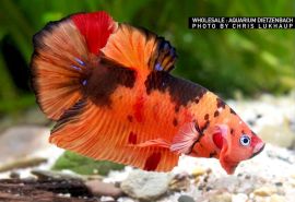 Betta splendens - Nemo
