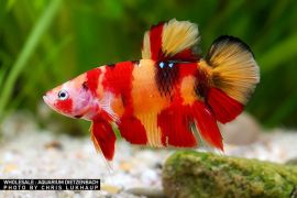Betta splendens - Nemo