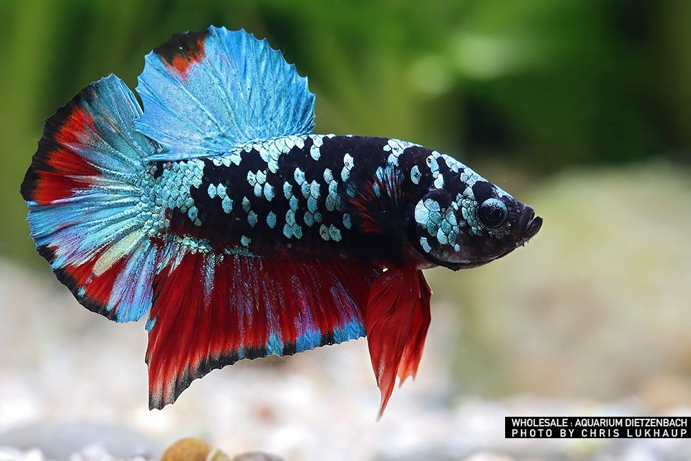 Betta splendens - Plakat "Avatar Galaxy"