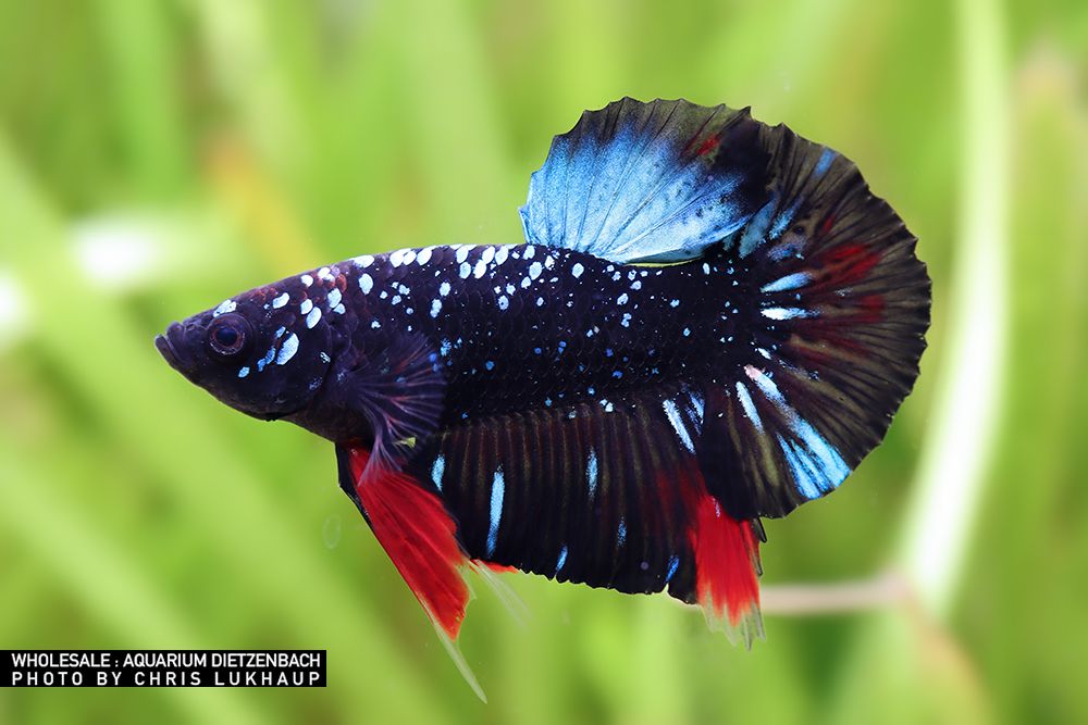 Betta splendens - Plakat Avatar Galaxy black