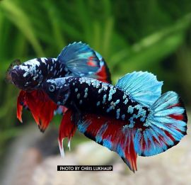 Betta splendens - Plakat "Avatar Galaxy"