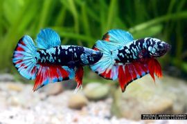 Betta splendens - Plakat "Avatar Galaxy"