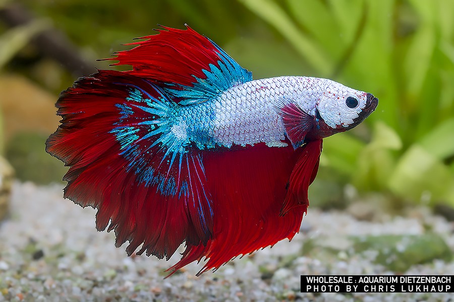 Betta splendens - Halfmoon "Premium"