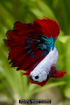 Betta splendens - Halfmoon "Premium"
