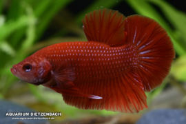 Betta splendens - Roundtail
