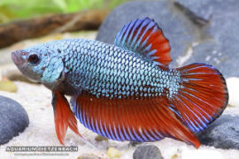 Betta splendens - Roundtail