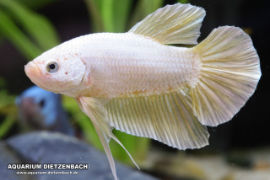 Betta splendens