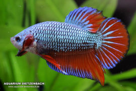 Betta splendens