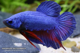 Betta splendens