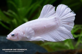 Betta splendens