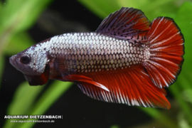 Betta splendens - Roundtail