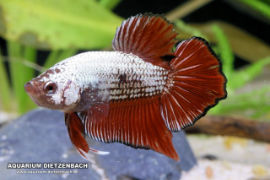 Betta splendens - Roundtail