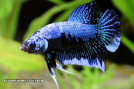 Betta splendens - Roundtail