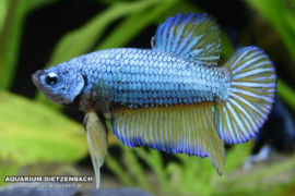 Betta splendens - Roundtail