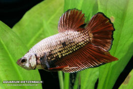 Betta splendens - Roundtail